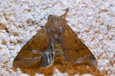 <i>Agrochola lychnidis</i>