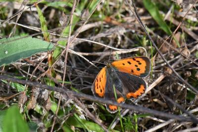<i>Lycaena phlaeas</i>