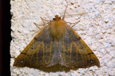 <i>Colotois pennaria</i>