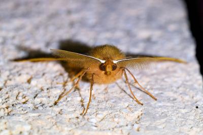 <i>Colotois pennaria</i>