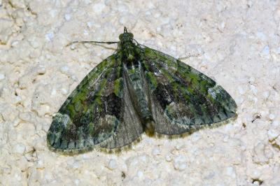 <i>Chloroclysta siterata</i>