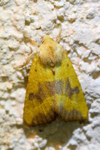 <i>Atethmia centrago</i>