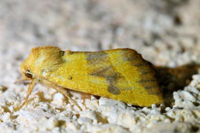 <i>Atethmia centrago</i>