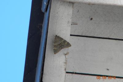 <i>Catocala nupta</i>