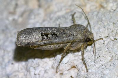 <i>Conistra rubiginosa</i>