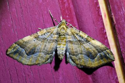 <i>Pelurga comitata</i>
