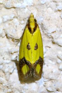 <i>Agapeta zoegana</i>