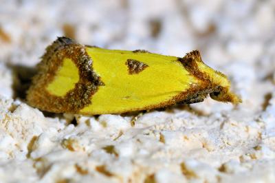 <i>Agapeta zoegana</i>