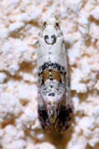 <i>Cochylis hybridella</i>