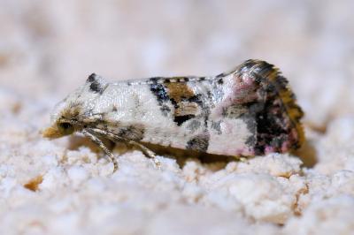 <i>Cochylis hybridella</i>