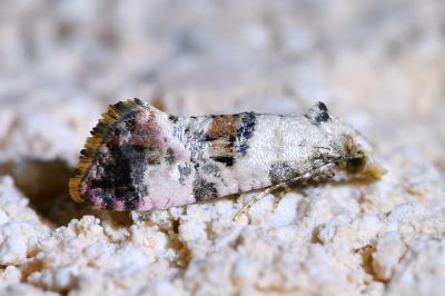 <i>Cochylis hybridella</i>
