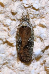 <i>Agonopterix purpurea</i>