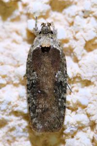 <i>Agonopterix purpurea</i>
