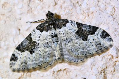 <i>Xanthorhoe fluctuata</i>