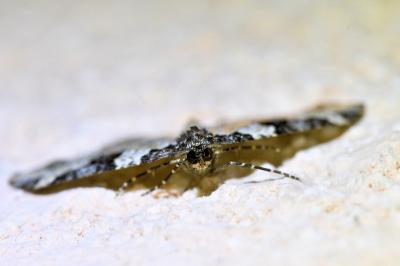 <i>Xanthorhoe fluctuata</i>