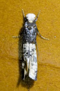 <i>Trichophaga tapetzella</i>