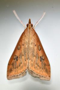 <i>Udea ferrugalis</i>