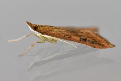 <i>Udea ferrugalis</i>