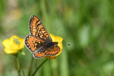 <i>Euphydryas aurinia</i>