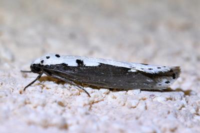 <i>Ethmia bipunctella</i>