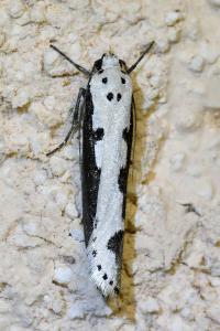 <i>Ethmia bipunctella</i>