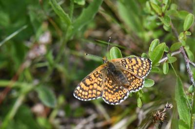 <i>Melitaea cinxia</i>