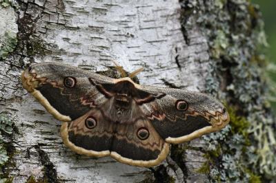 <i>Saturnia pyri</i>