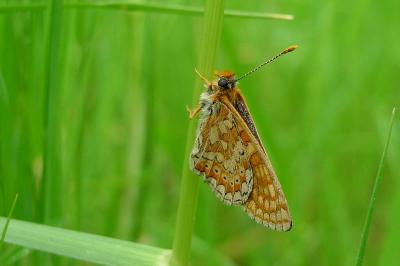 <i>Euphydryas aurinia</i>