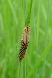 <i>Spiris striata</i>