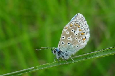 <i>Lysandra bellargus</i>