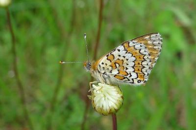 <i>Melitaea cinxia</i>
