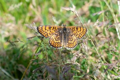 <i>Melitaea cinxia</i>