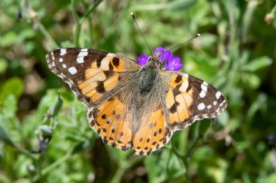<i>Vanessa cardui</i>