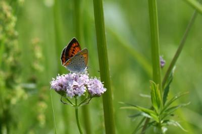 <i>Lycaena dispar</i>