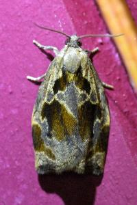 <i>Archips crataegana</i>
