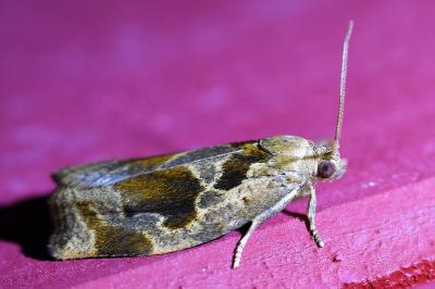 <i>Archips crataegana</i>