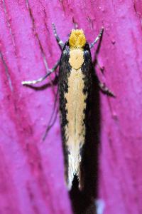 <i>Monopis crocicapitella</i>