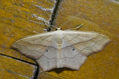 <i>Scopula imitaria</i>