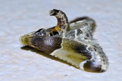 <i>Pyralis farinalis</i>