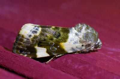 <i>Acontia lucida</i>