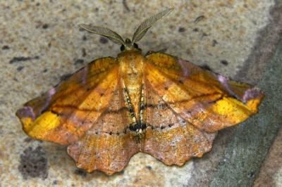 <i>Apeira syringaria</i>