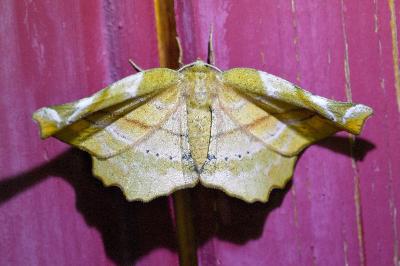 <i>Apeira syringaria</i>