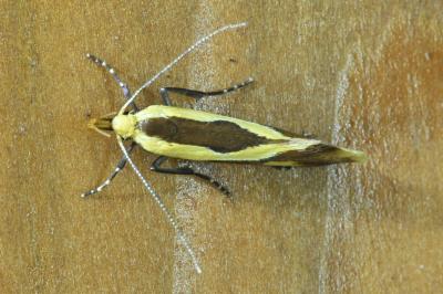 <i>Harpella forficella</i>