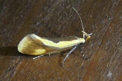 <i>Harpella forficella</i>