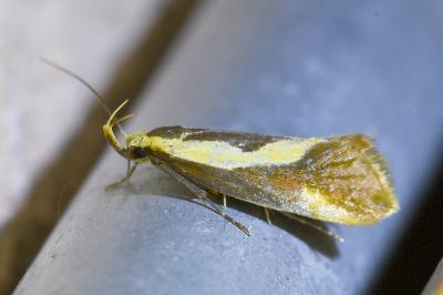 <i>Harpella forficella</i>