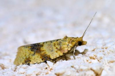 <i>Epagoge grotiana</i>