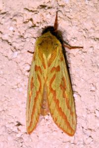 <i>Hepialus humuli</i>