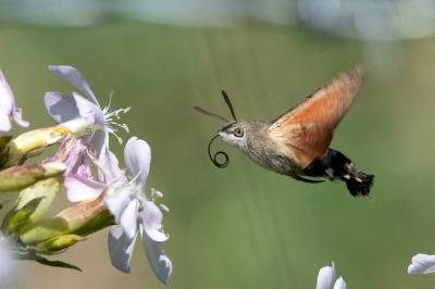<i>Macroglossum stellatarum</i>