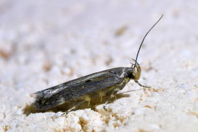 <i>Aroga velocella</i>