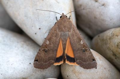 <i>Noctua comes</i>